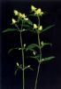 Halenia Corniculata Extract  